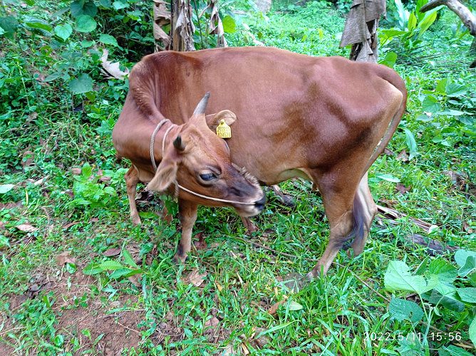 നാടൻ ക്രോസ്സ്.കന്നി പശു...