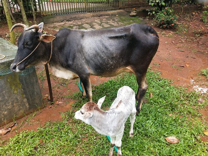 Cow and calf for sale