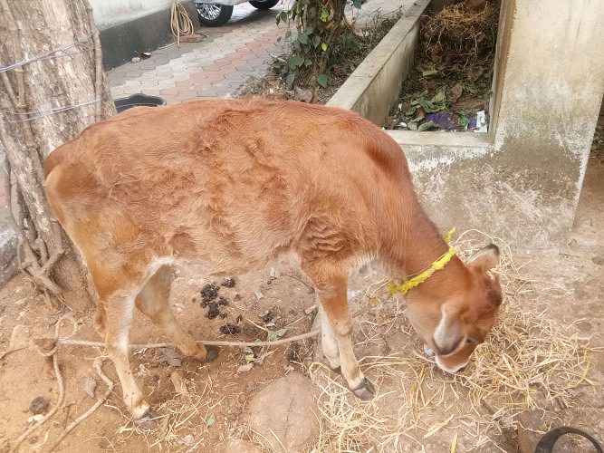 Cow with calf of vechoor species for sale