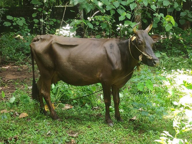 Cow for sale
