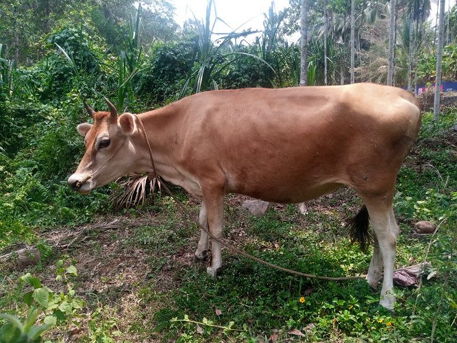 Cow
