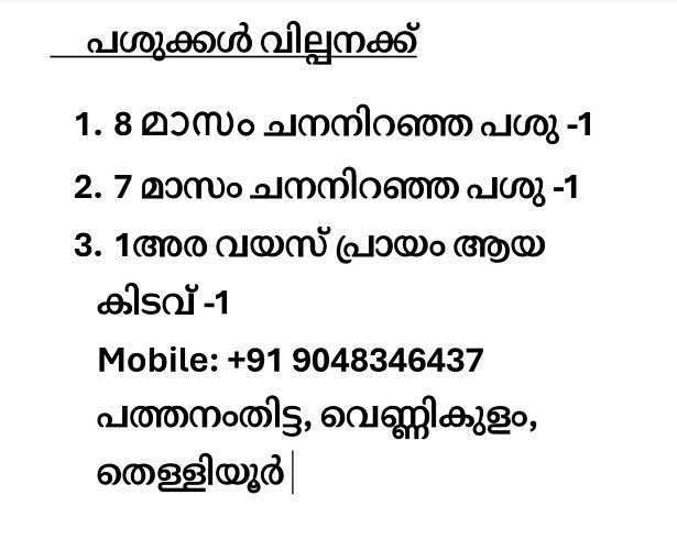 Cow for sale പശുക്കൾ വില്പനക്ക്