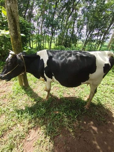 COW FOR SALE HF BREED