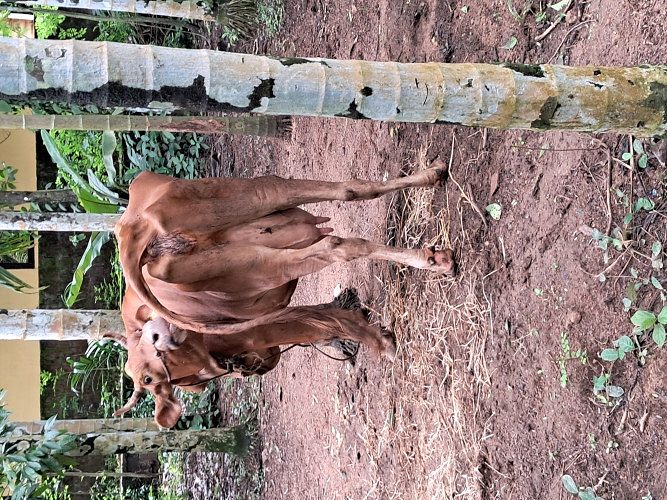 ജഴ്സയ പശുവിനെയും കുഞ്ഞിനേയും കൊടുക്കാനുണ്ട്. രണ്ടാമത്തെ പ്രസവം