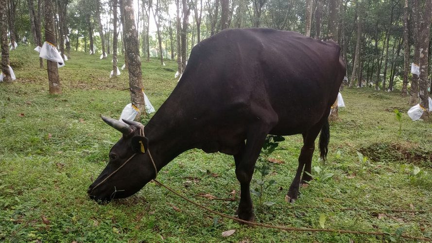 COW FOR SALE @ Kottayam, Kuravilngadu, Vayala