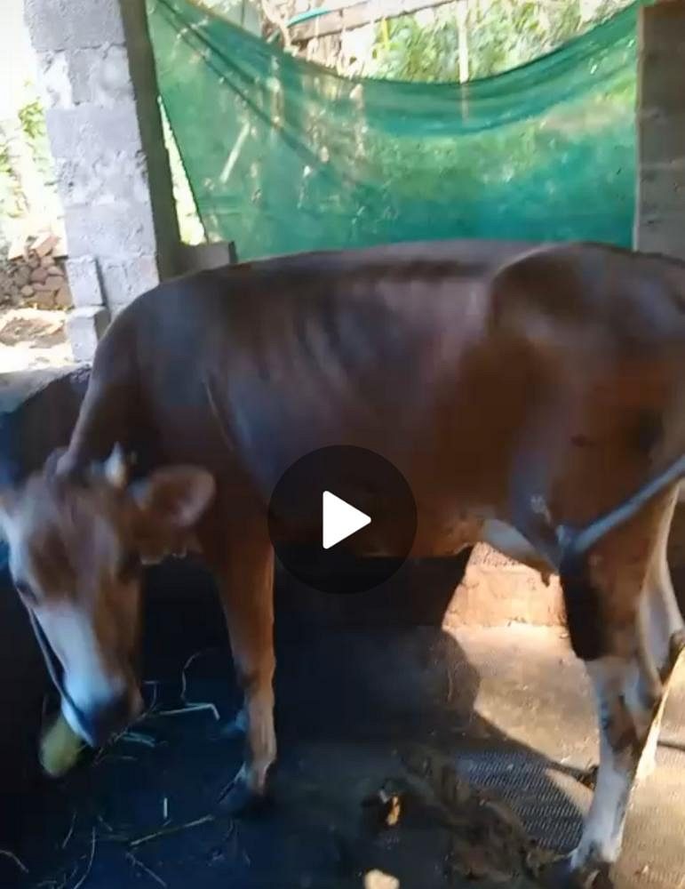 പശുവിൽപ്പനയ്ക്ക്🐄 പ്രസവിച്ച് 1 ദിവസം