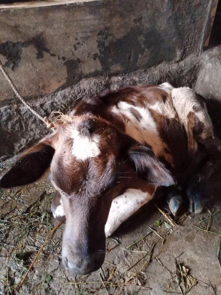 6 മാസം പ്രായമുള്ള കിടാരി വിൽപ്പനക്ക്