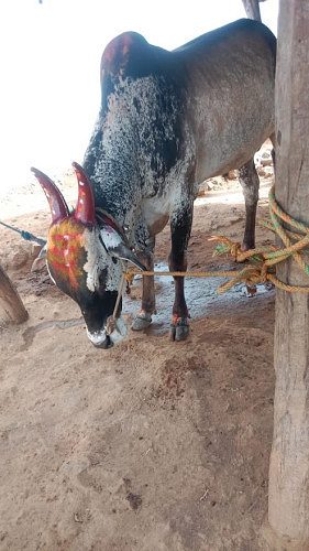 தரமான ஓங்கோல் எருது