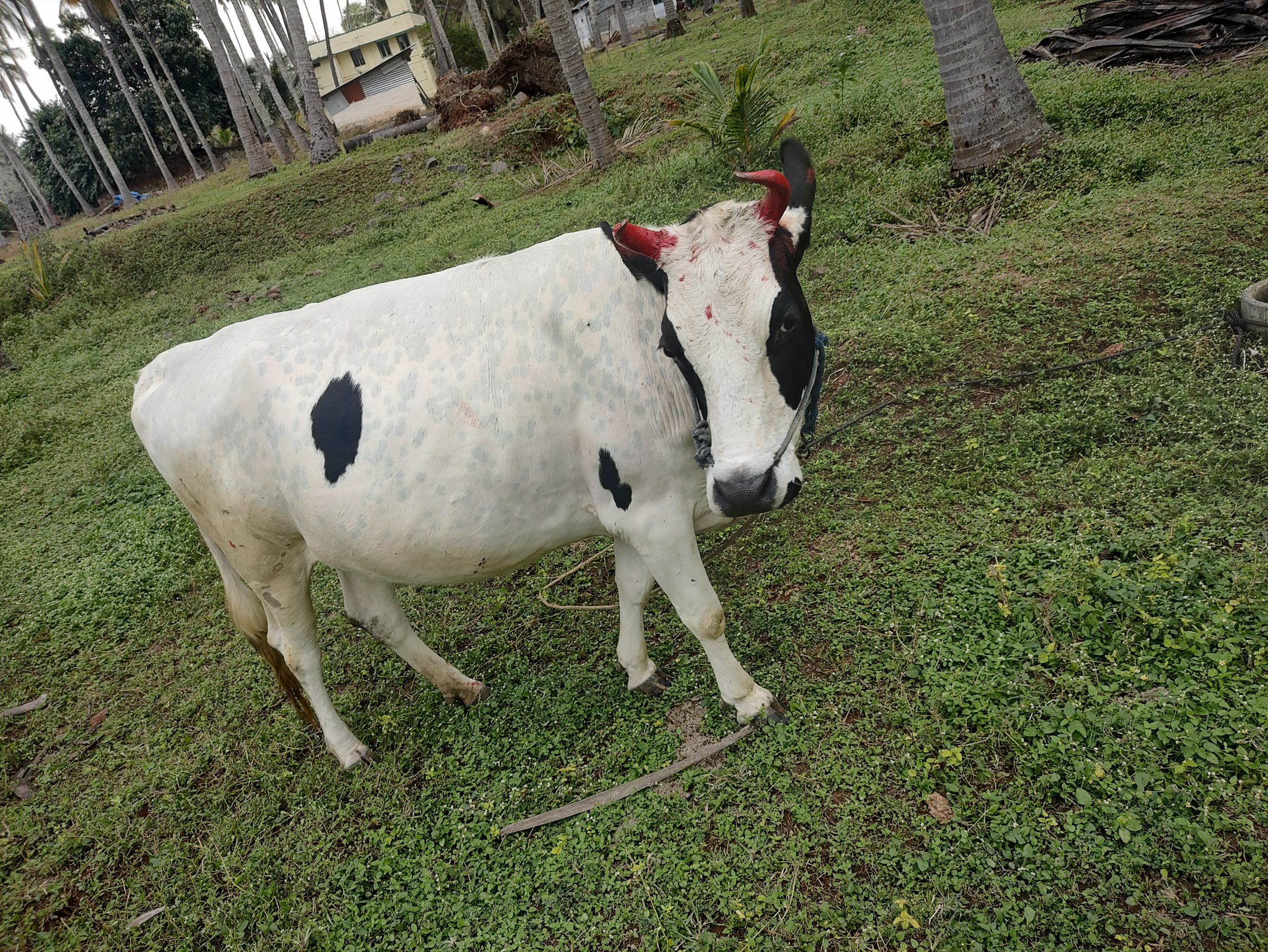 Cow