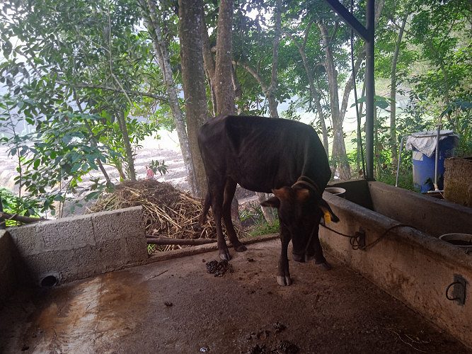 കുത്തി വെപ്പിക്കാൻ ആയ രണ്ടു പശുക്കൾ