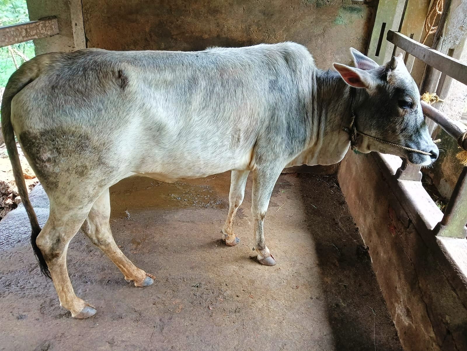 കാസർകോട് കുള്ളൻ ഇനം.