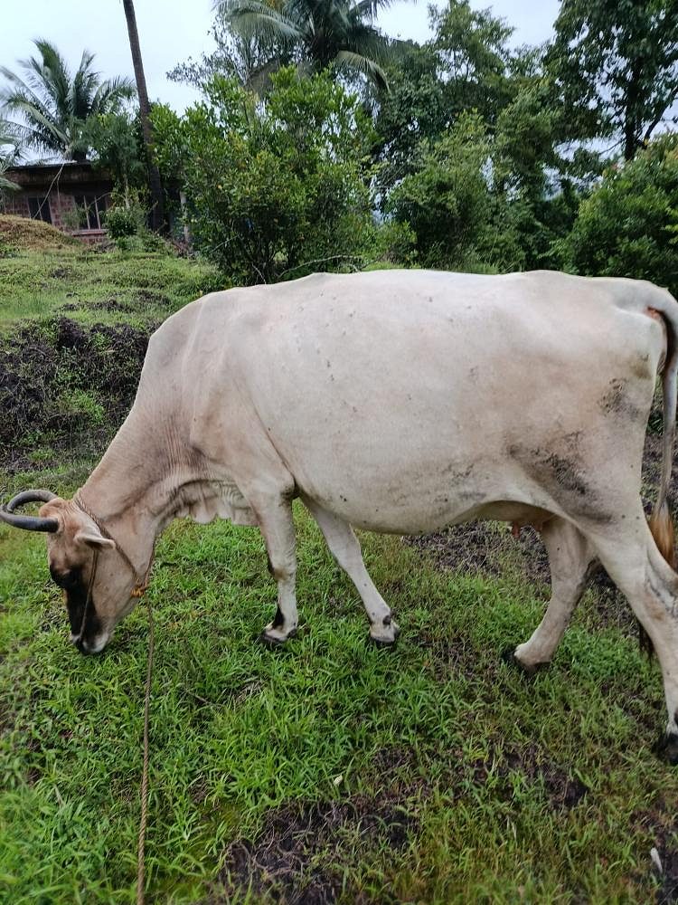 Cow sindhi