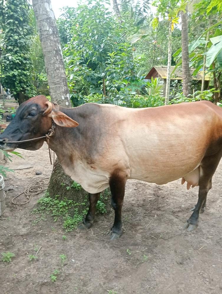 Cow for Sale – Thrissur,kodungallur,phone:+917559840936