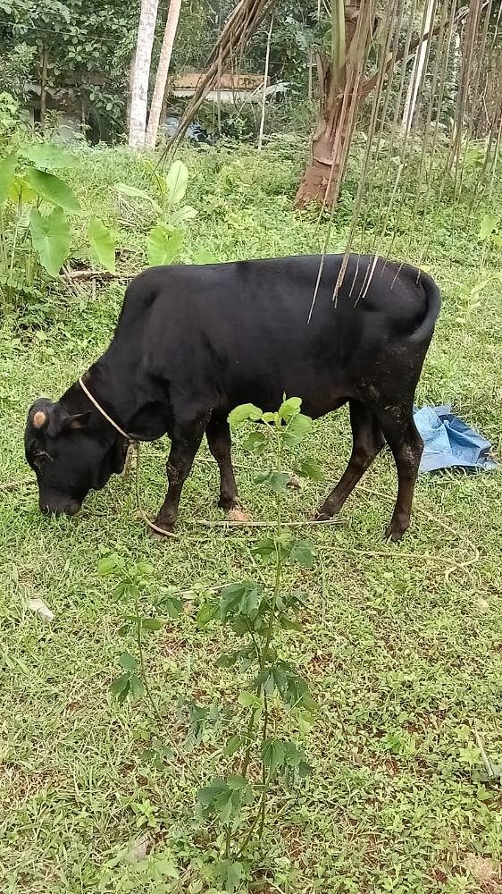 കാസർകോട് കുള്ളൻ വിത്തുകാള