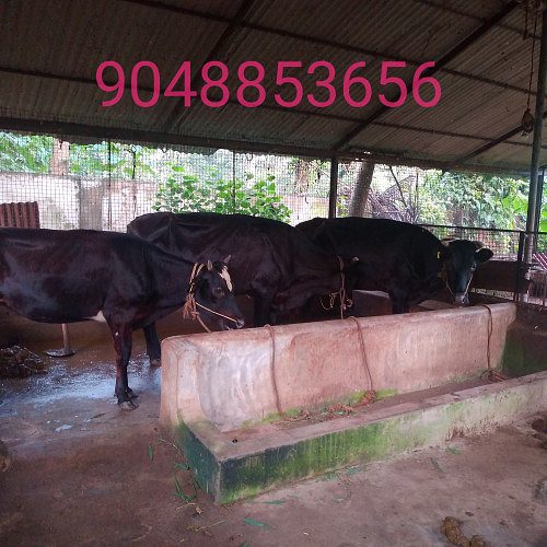 3 cow for sale in varkala