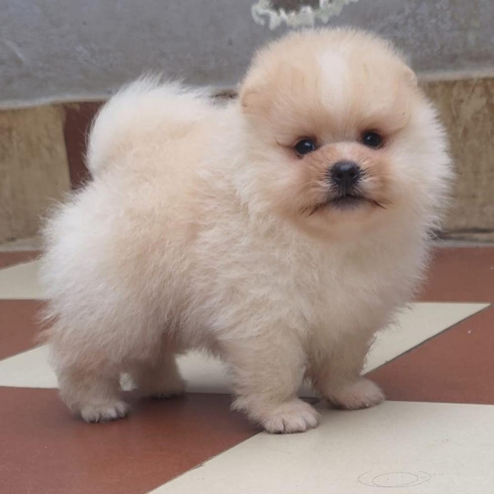 Cream Toy Pom Puppy in Chandigarh | Jalandhar | Delhi NCR