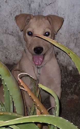 Cross breed puppies  available  1 female 2 male