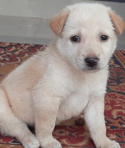 Cross breed puppy available  4 sale