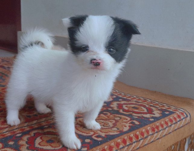 Cure pom puppy  available 4  sale