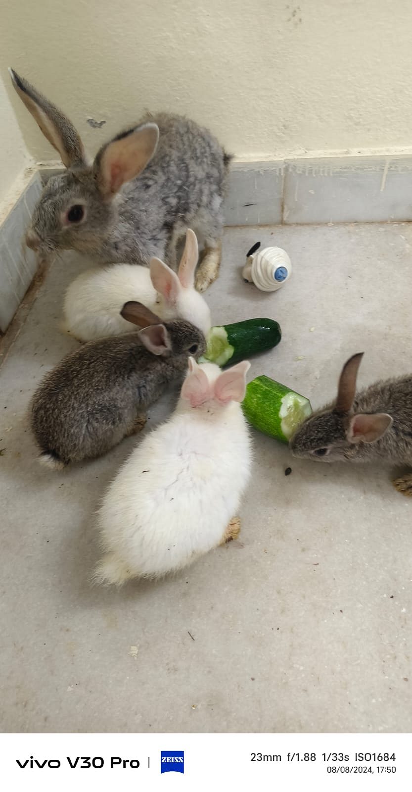 cute and adorable rabbits for sale