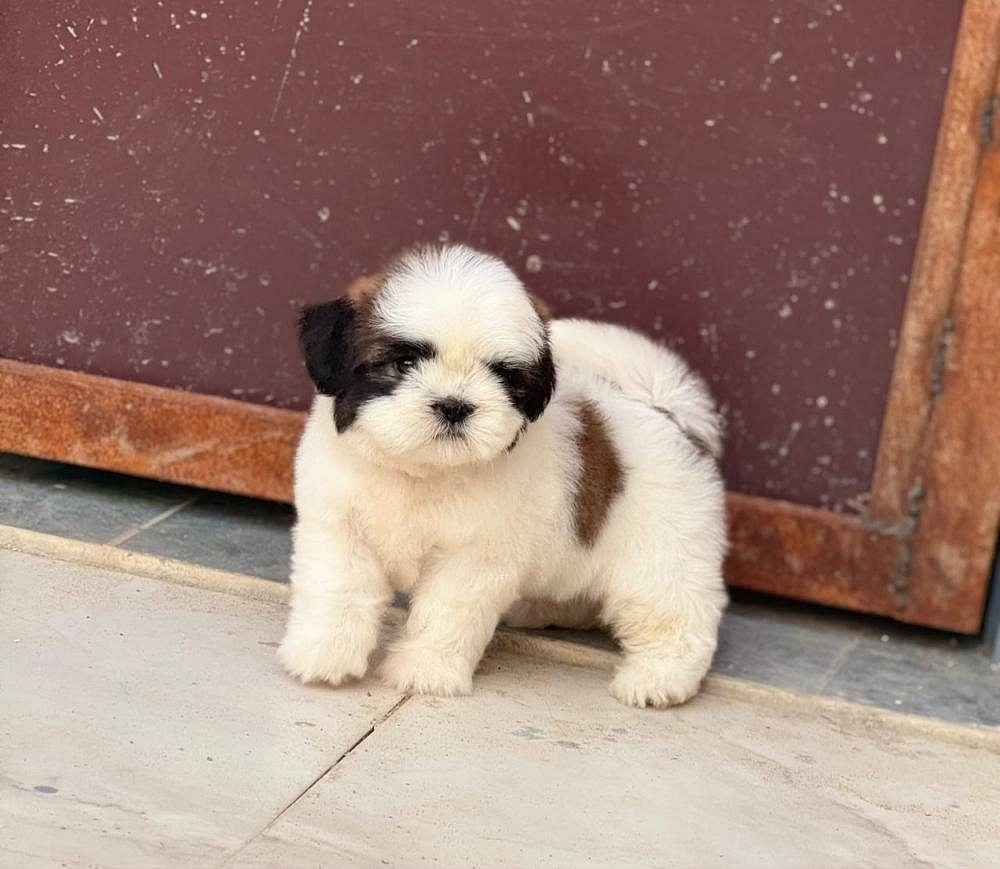 Cute and adorable Shih Tzu puppy for sale...9927332288