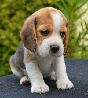 CUTE BEAGLE PUPPIES AVAILABLE IN OUR BANGALORE