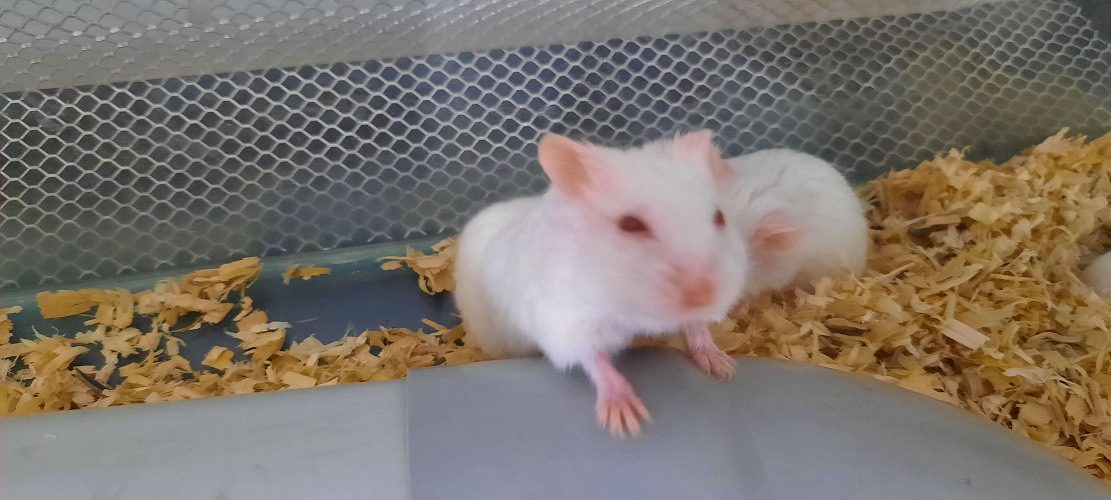 Cute dwarf hamster for sale