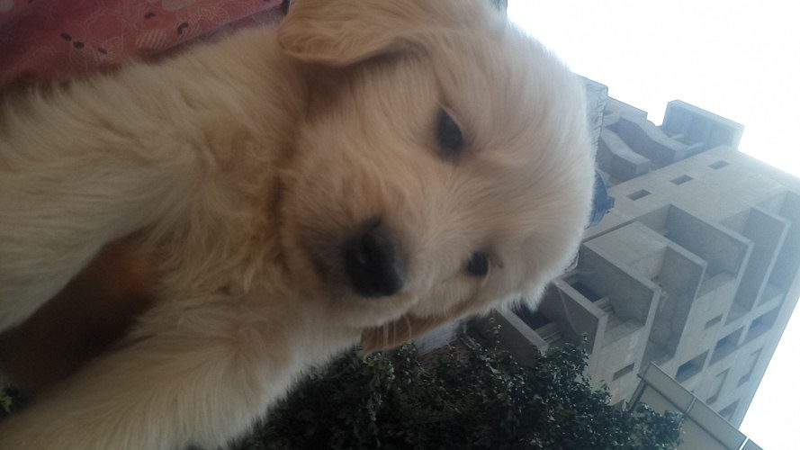 Cute Golden retrivever puppiess available for sale