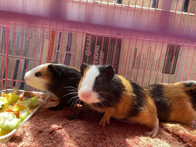 3 cute little Guinea pigs (male and female) with cage 