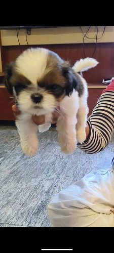 Cute male and female Shih Tzu puppies for sale