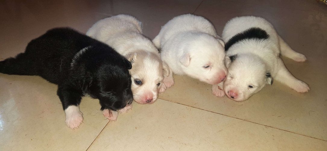 Cute mini pom puppiea available  4 sale very active