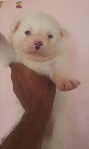 Cute mini pom puppies  available 