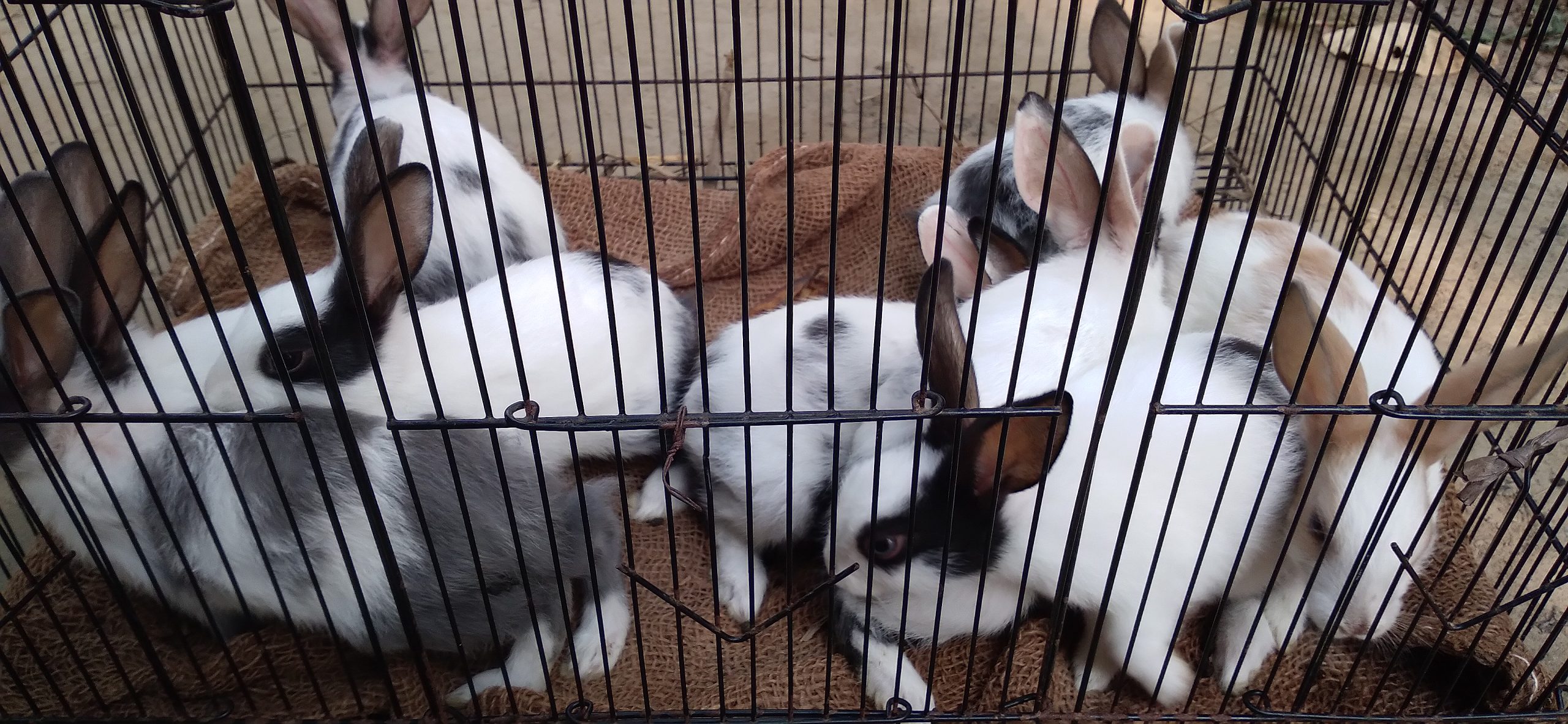 Cute and playfull rabbit baby