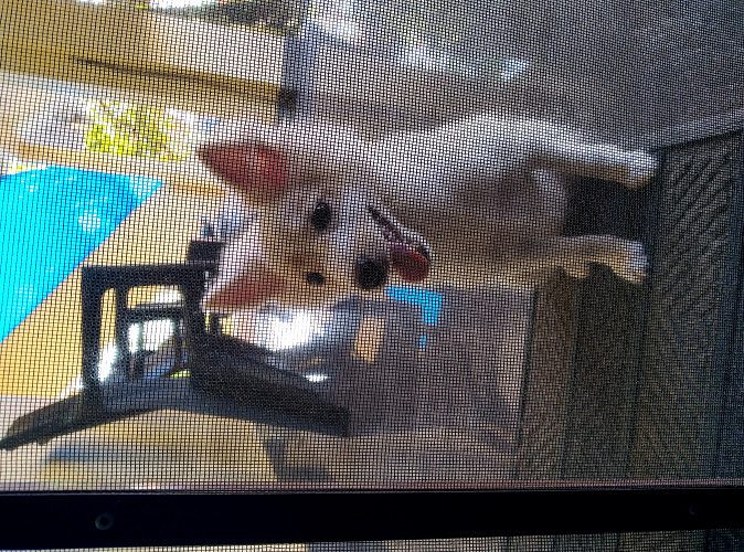 Cute Pomeranian 3 months old