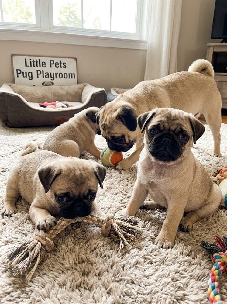 Cute Pug Puppy Behavior, Funny, Playful & Adorable 8800539300