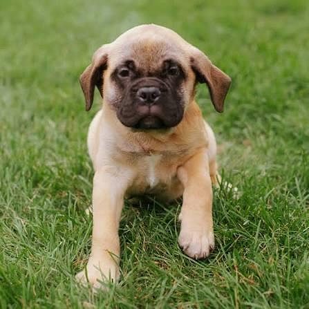 Cute Puppy English Mastiff 8800539300