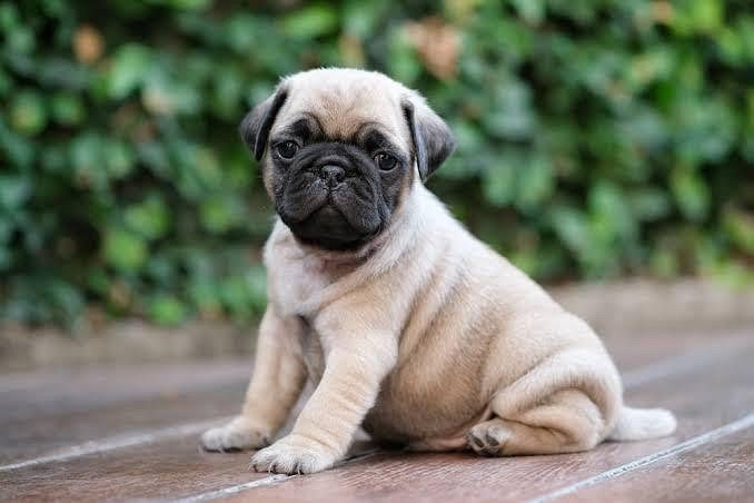 Cute Puppy Pug 8800539300