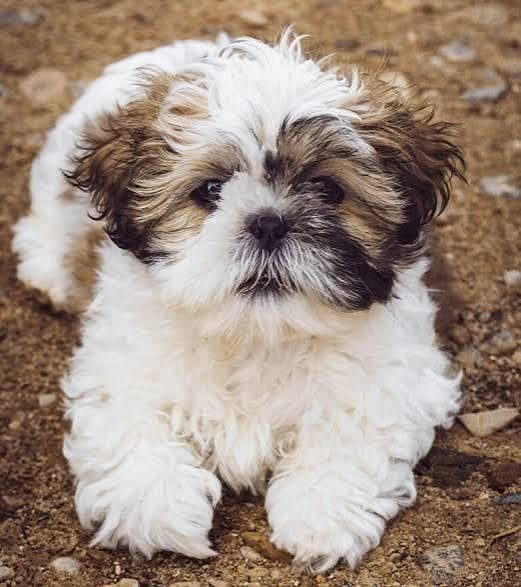 Cute Puppy Shih Tzu 8800539300