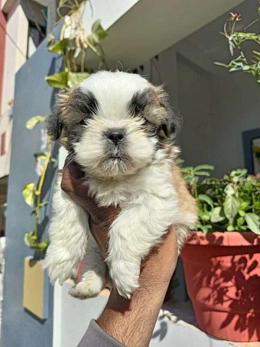 Cute🥰 shitzu