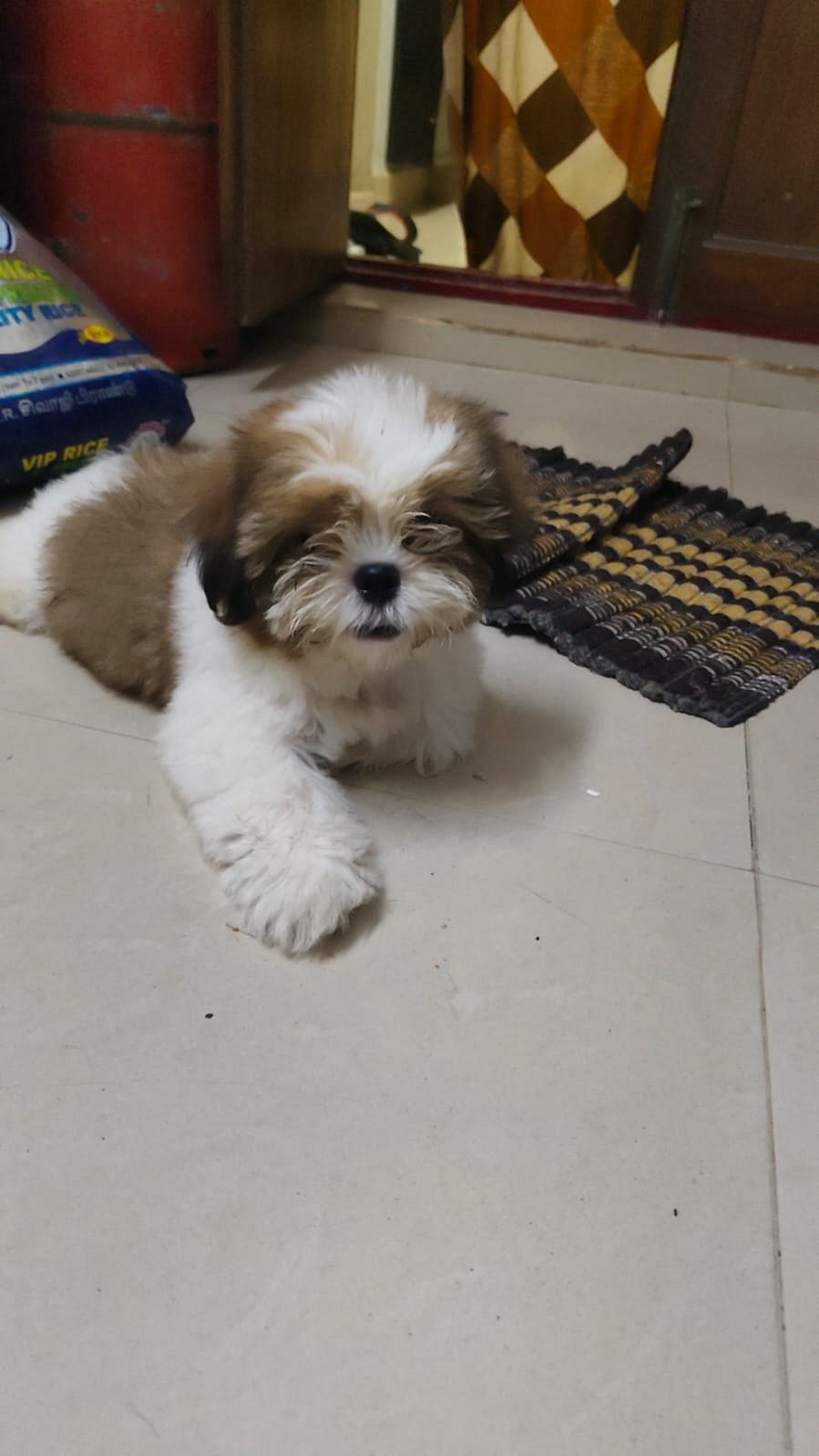 Cute shitzu Puppies available with and without kci certificate