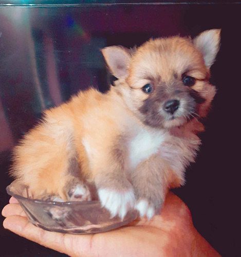 Cute toy pom puppy available  very small breed