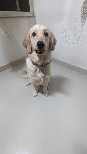 Cutest Golden Retriever - 1.4 year old - female