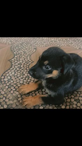 DABAR MAN x GERMAN SHEPHERD