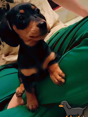 Dachshund breed dog.