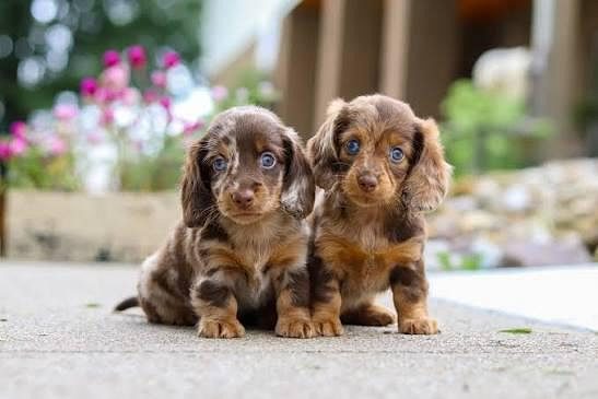 Dachshund Cute puppy....8800539300