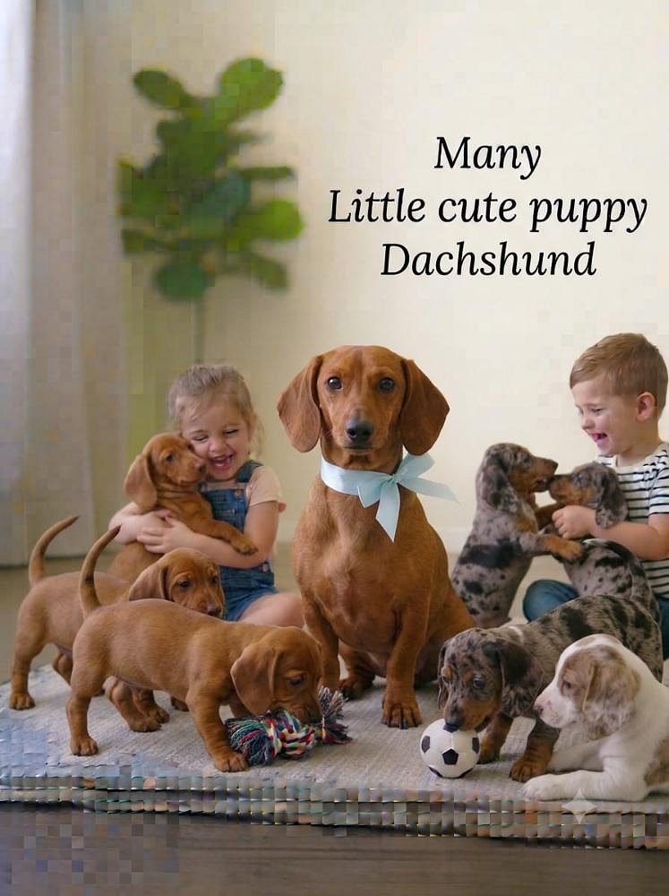 Dachshund Cute Puppy and Little Dog 8800539300