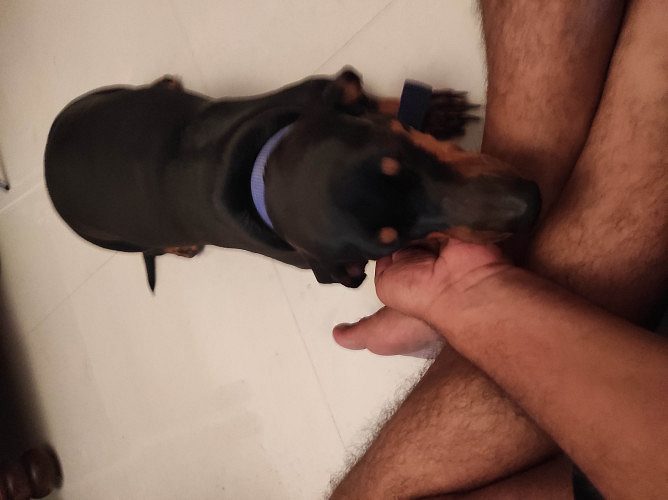 1 dachshund female