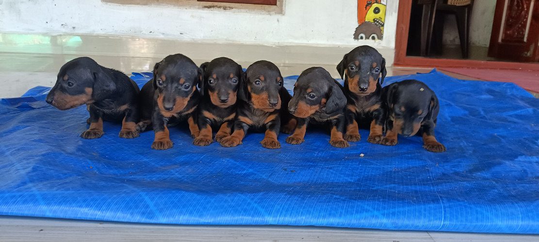 Dachshund puppies for sale 30 days old