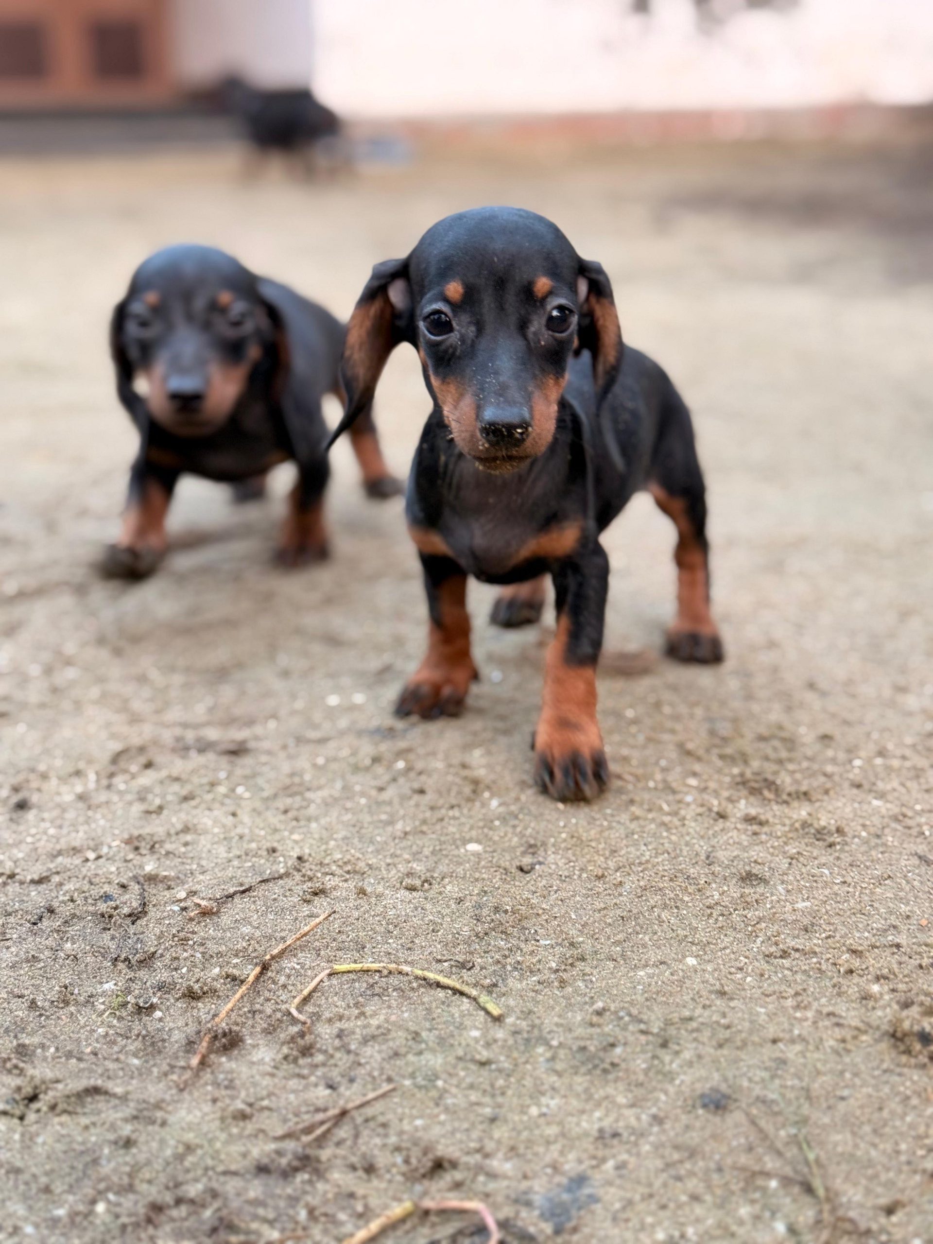 Dachshund puppies