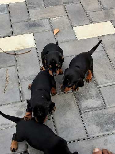 Dachshund Puppies